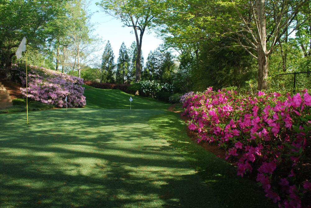 Backyard putting green grass