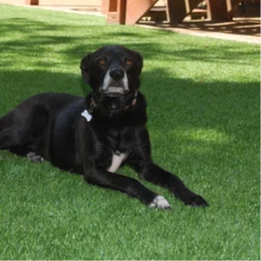 Black dog resting on a pet-friendly artificial turf backyard lawn