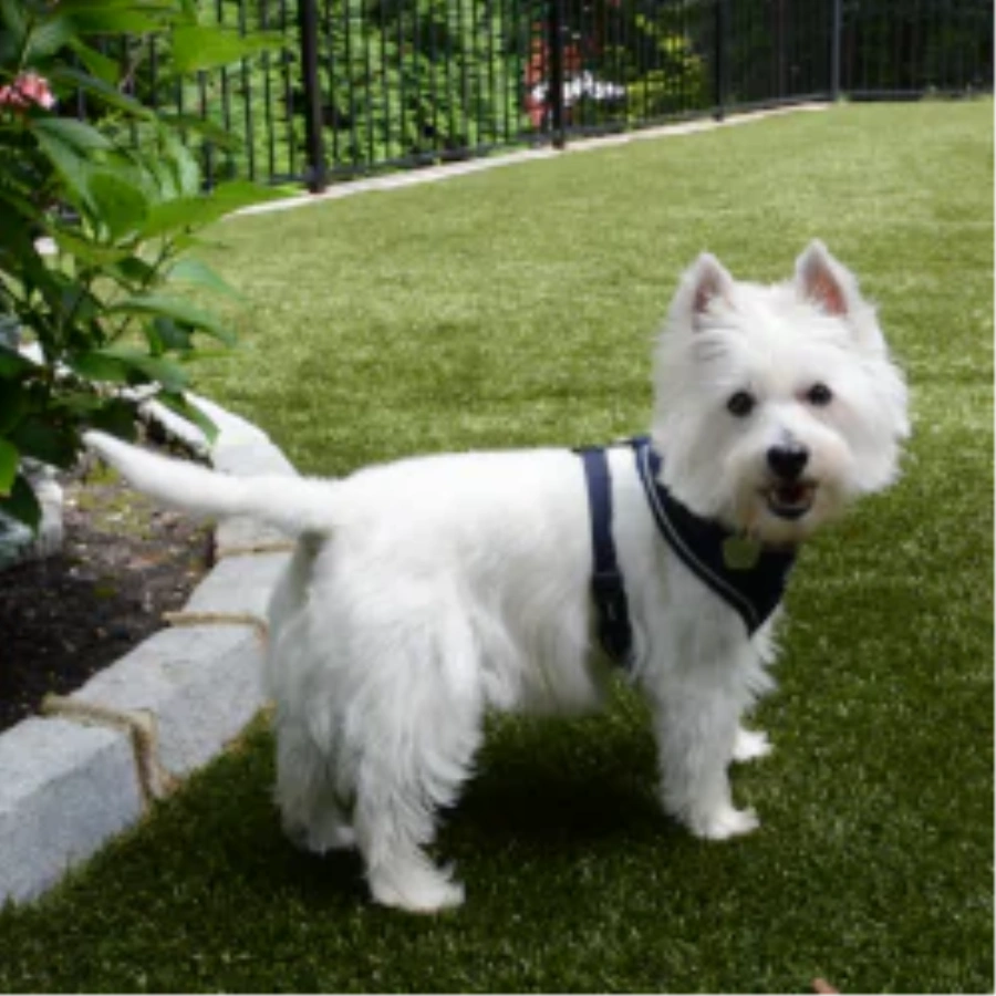 Pet Turf for Apartment Communities and Dog Parks
