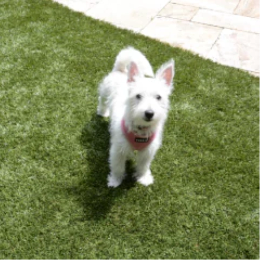 Choosing the Best Turf for Dogs