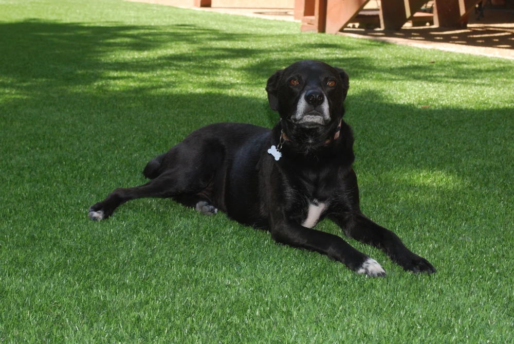 Black dog resting on a pet-friendly artificial turf backyard lawn