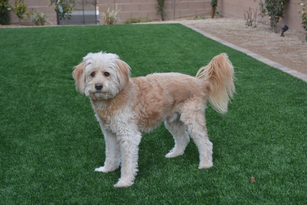 dog on artificial grass