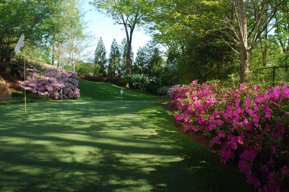 backyard putting green grass with flags and pink flowers